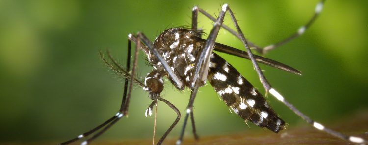 As dengue rages on, confusion galore about what it is and what its symptoms are. Here’s what you need to know