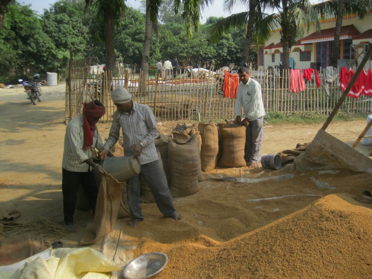 Farmers in a Parsa filling paddy in gunny sacks in December.