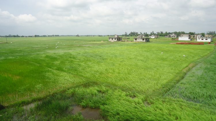 Lush paddy fields near Nepalgunj in Banke district. Photo: Mohan Mainali