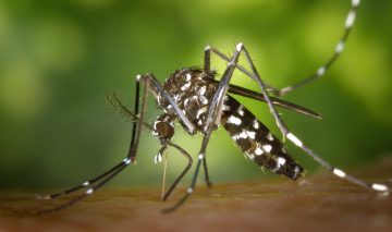 As dengue rages on, confusion galore about what it is and what its symptoms are. Here’s what you need to know
